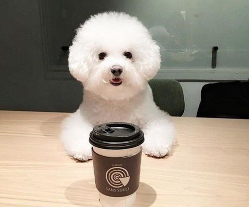 比熊幼犬食谱:均衡营养,满足成长需求