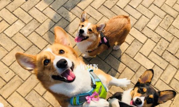 狗狗的聚会（探秘狗狗聚会中的有趣活动与互动）