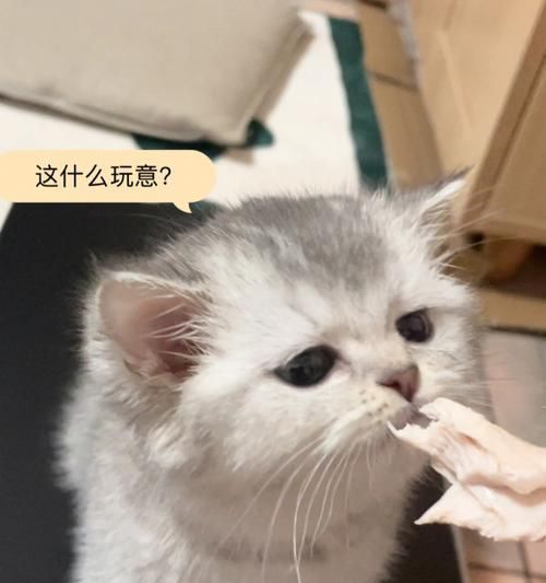 过夜的鸡胸肉能否喂猫咪（宠物饮食需谨慎）