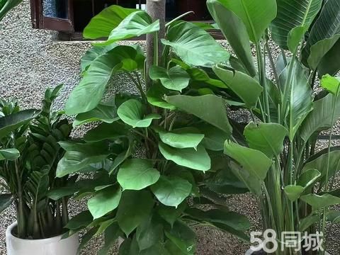 灌南园林花卉·灌南县花卉植物外送开业植物/租摆活动/绿植花卉租售