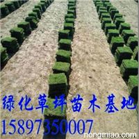 三明马尼拉草皮/马尼拉草坪价格