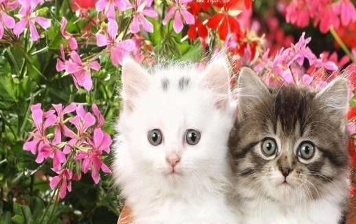 给猫咪做狗粮,哪种食材最营养?