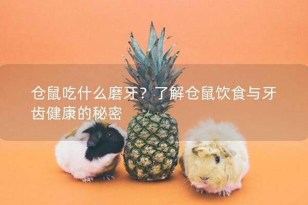 仓鼠吃什么磨牙？了解仓鼠饮食与牙齿健康的秘密