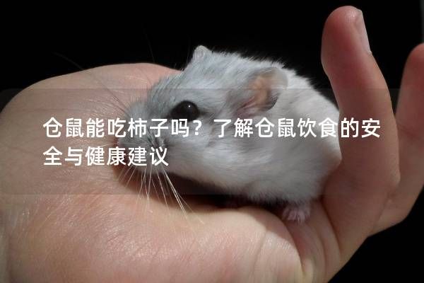 仓鼠能吃柿子吗？了解仓鼠饮食的安全与健康建议