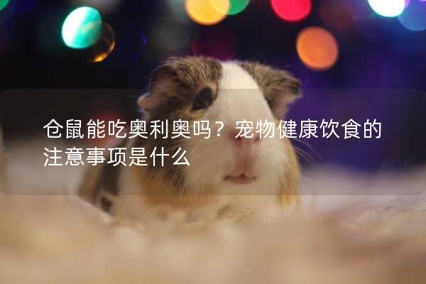 仓鼠能吃奥利奥吗？宠物健康饮食的注意事项是什么