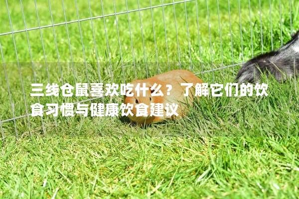 三线仓鼠喜欢吃什么？了解它们的饮食习惯与健康饮食建议