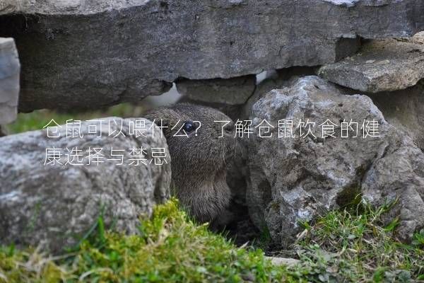 仓鼠可以喂什么？了解仓鼠饮食的健康选择与禁忌