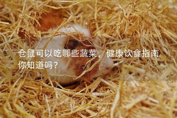 仓鼠可以吃哪些蔬菜，健康饮食指南你知道吗？