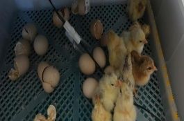 小鸡出壳多久能喂食，出壳18-36个小时后才可以