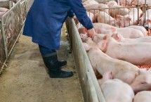 小苏打在养猪中的作用，要适量且不能与维生素B1、B2等同时使用