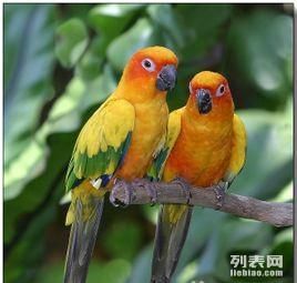 会说话的鹦鹉,哪种宠物能聊天交流?