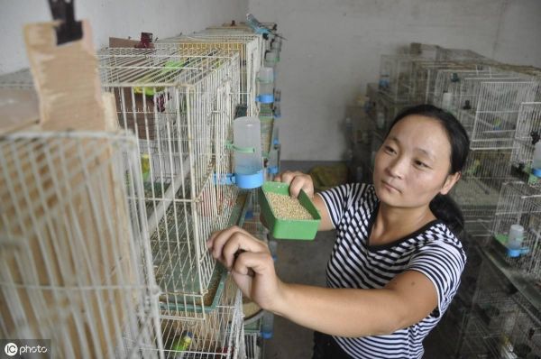 鸽子养殖成本利润_鸽子成本利润多少钱_养鸽子的成本和利润