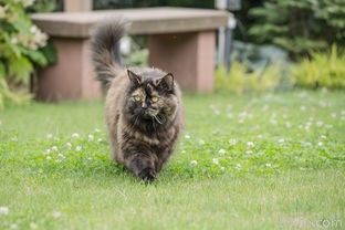 宠物猫的品种价格(全面解析不同品种猫咪的市场价格)