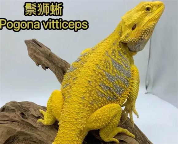新手适合养的宠物蜥蜴推荐及饲养指南