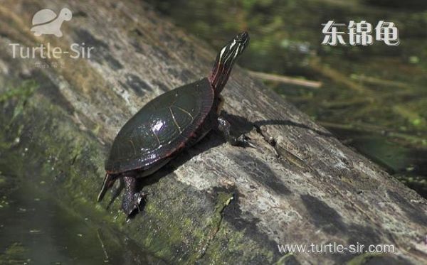 龟谷鳖老养龟玩龟心经之看图识龟