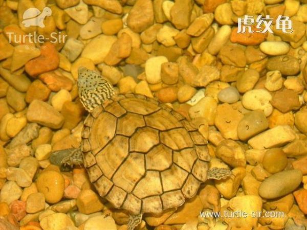 龟谷鳖老养龟玩龟心经之看图识龟
