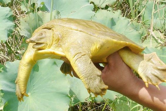 物种百科：黄河鳖 