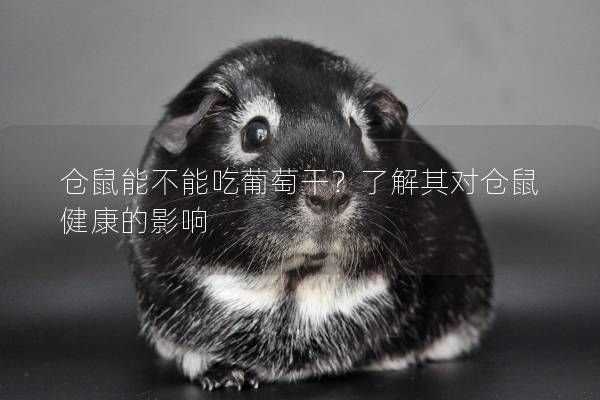 仓鼠能不能吃葡萄干？了解其对仓鼠健康的影响