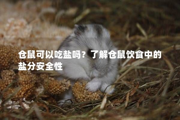 仓鼠可以吃盐吗？了解仓鼠饮食中的盐分安全性