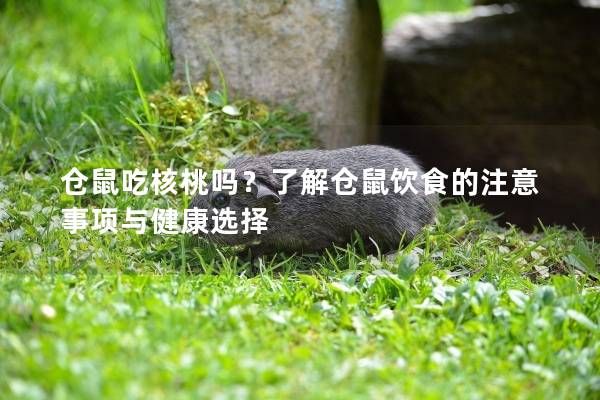 仓鼠吃核桃吗？了解仓鼠饮食的注意事项与健康选择