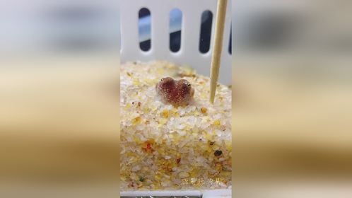 黄金乌贼