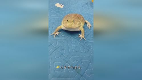 神奇动物在抖音