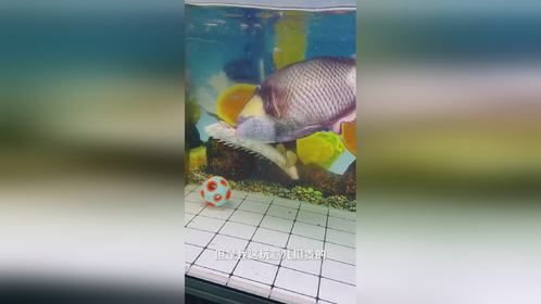 神奇动物在抖音
