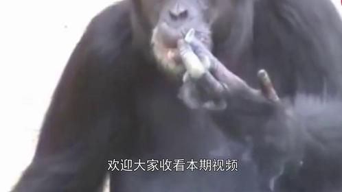 猩猩是好猩猩，正不正经就不知道了，一天一包烟！