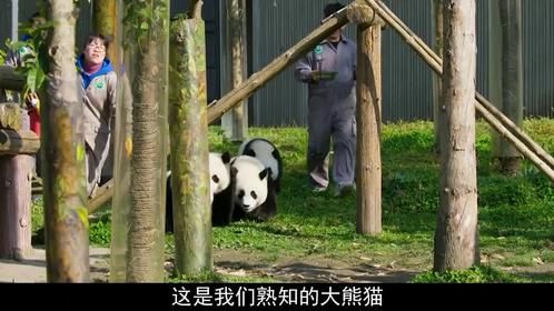 熊猫离不开饲养员，忘了自己怎么繁育，还得是没有人类干涉啊
