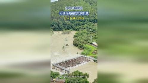 水库开闸泄洪，大量鱼类被铁丝网拦截，有人在网上捡鱼