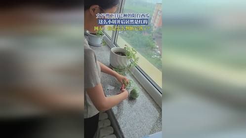 女子剪下自己种的阳台西瓜，这么小切开后居然是红的，网友：你是怎么判断它熟了？