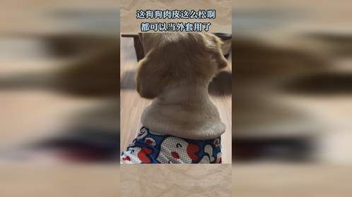 这狗狗肉皮这么松啊，都可以当外套用了