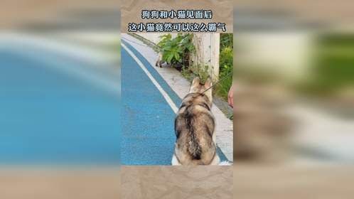 狗狗和小猫见面后，这小猫竟然可以这么霸气