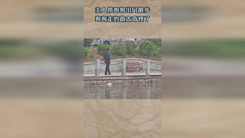 主人带狗狗出门散步，狗狗走的路太奇怪了