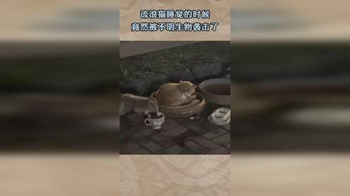 流浪猫睡觉的时候，竟然被不明生物袭击了