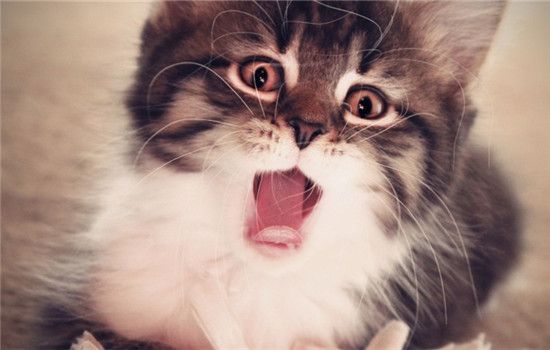 猫需要吃营养品吗 不要给健康的猫乱补