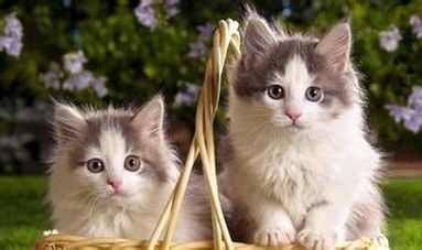 猫咪补品有哪些?市面上有哪些热门品牌值得推荐?