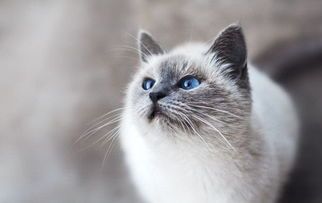 猫咪补品有哪些?市面上有哪些热门品牌值得推荐?