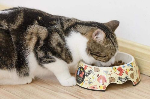 猫咪补品哪个品牌好?营养全面又安全?