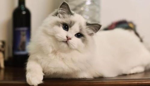 猫咪补品哪个品牌好?营养全面又安全?
