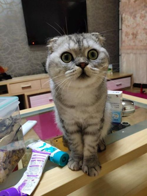 猫咪需要哪些营养补品?补充维生素对健康有益吗?