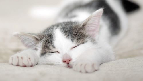 猫咪需要哪些营养补品?补充维生素对健康有益吗?
