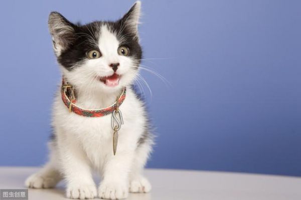 猫不能被训练？——破除猫咪行为的四大神话！