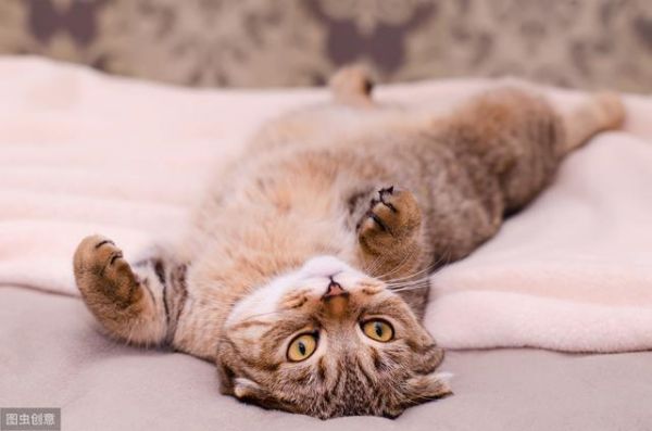 猫不能被训练？——破除猫咪行为的四大神话！