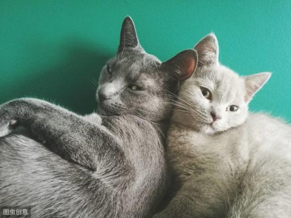 猫不能被训练？——破除猫咪行为的四大神话！