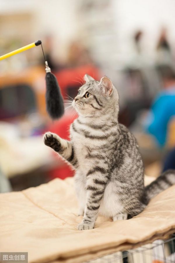 猫不能被训练？——破除猫咪行为的四大神话！