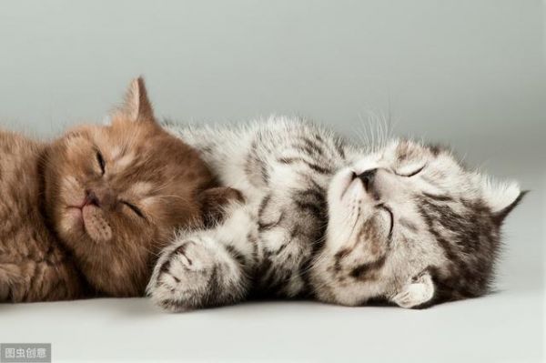 猫不能被训练？——破除猫咪行为的四大神话！
