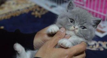 宠物猫性格问题及解决技巧