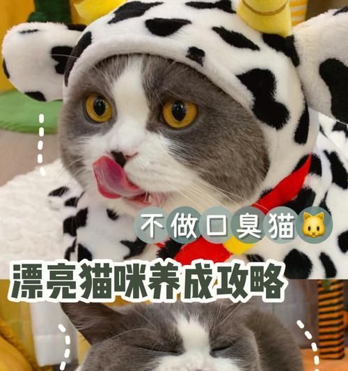 如何让宠物猫更喜欢使用厕所（以猫的天性来理解）