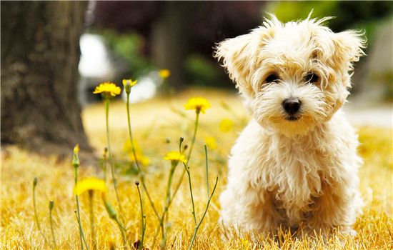 成犬粮和幼犬粮有什么区别 狗粮到底按什么选